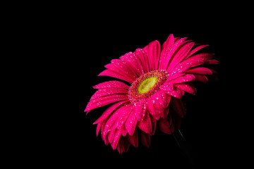 Gerbera flower isolated on black background in drops of water