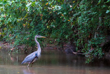Great blue heron wading by river bank (Ardea herodias)
