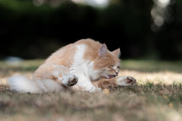 cream tabby ginger white maine coon cat grooming fur licking paw outdoors in back yard on dried up grass