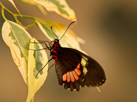 Butterfly heart of cattle on yellow leaf