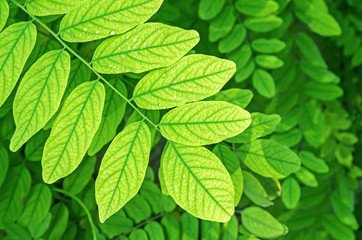 Fototapeta premium Acacia leaves
