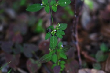 Mosla punctulata is an annual plant of the family Lamiaceae that grows in the shade of the field and blooms light purple flowers in the fall.