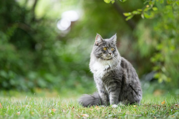 Naklejka na ściany i meble blue tabby maine coon cat sitting outdoors in nature on grass observing the garden