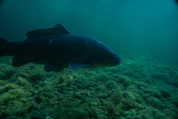 carp under water close up image, fish close up macro photography, 