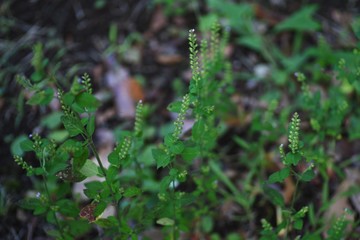 Mosla punctulata is an annual plant of the family Lamiaceae that grows in the shade of the field and blooms light purple flowers in the fall.
