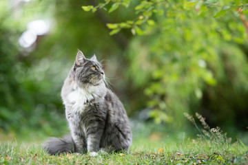 Naklejka na ściany i meble blue tabby maine coon cat sitting outdoors in nature on grass observing the garden looking up to the side