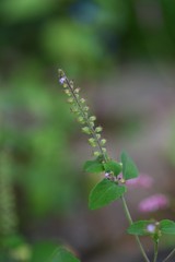 Mosla punctulata is an annual plant of the family Lamiaceae that grows in the shade of the field and blooms light purple flowers in the fall.