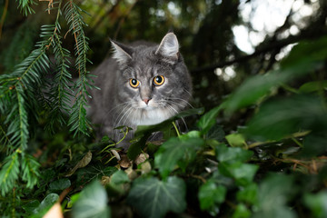 curious young blue tabby maine coon cat lurking in the bushes outdoors in nature prowling