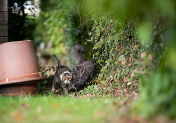 two cats on the move outdoors behind a wooden shed with some plant pots