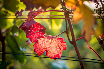 Weinblätter im Herbst