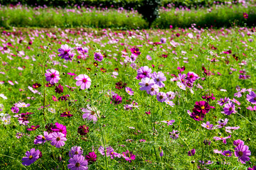 農業公園のコスモス