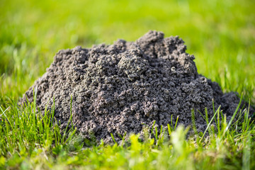 Molehills. Damaged lawn it is result of European Mole activity. This pest is also known as Talpa...