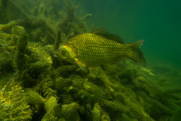 Naklejka na ściany i meble carp under water image, fish photography, under water photography, austrian lake wildlife