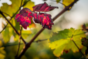 Weinbl&auml;tter im Herbst