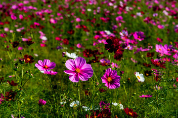 Obraz premium 農業公園のコスモス