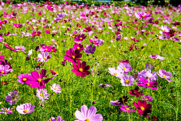 農業公園のコスモス