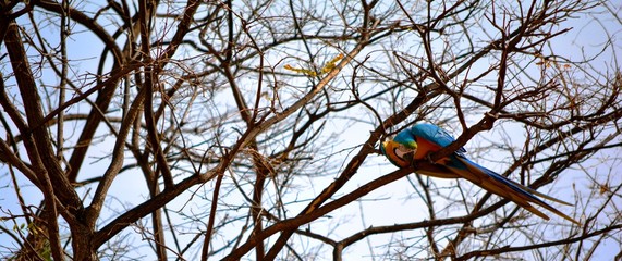 Obraz premium loro de colores posado en una rama