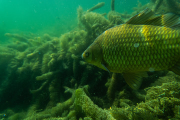 Fototapeta premium carp under water image, fish photography, under water photography, austrian lake wildlife
