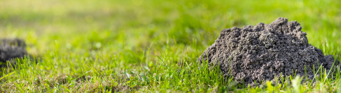 Molehills on lawn in the garden. Damaged lawn. Damaged lawn. Activity of European Mole pest. Also known as Talpa Europaea. Banner format