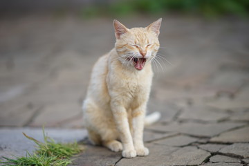 Ginger cat yawns widely. Pet sitting on the stone floor of the courtyard in the summer. Morning awakening.