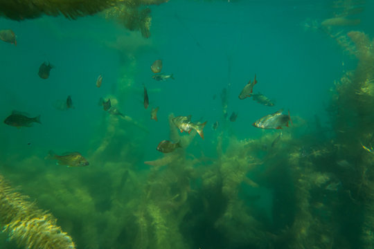 Roach Under Water Image In A Beautiful Lake In Austria, Underwater Photography