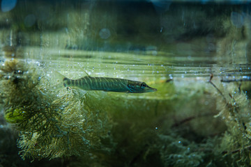 pike under water image, baby pike in a lake under water, underwater wildlife photography