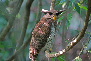 Barred Eagle Owl
