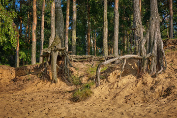 Tree roots on the beach in the sand