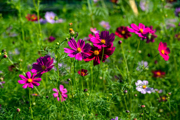 Fototapeta premium 三光のコスモス