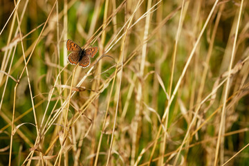 Butterfly sits on brown grass in autumn