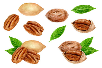Pecan nut set composition watercolor isolated on white background - obrazy, fototapety, plakaty