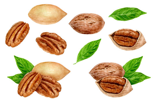 Pecan nut set composition watercolor isolated on white background