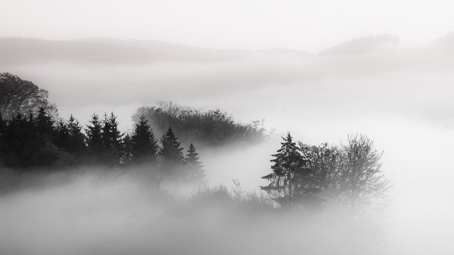 Beautiful shot of a forest in a fog with a cloudy background black and white, great for background © Jean-luc Pillard/Wirestock