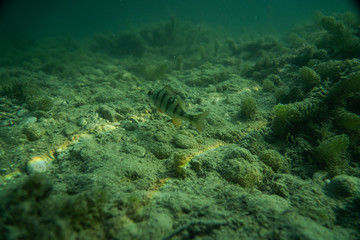 Fototapeta na wymiar perch under water photgraphy