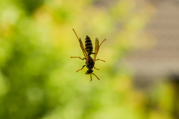 Close up shot of wasp standing on surface of a window