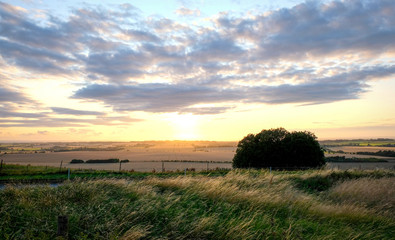 Horses pasturing in a rural landscape under warm sunlight with blue yellow and orange colors grazing grass trees and outstretched view
