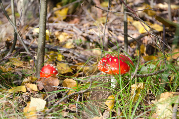Fly agaric in autumn forest