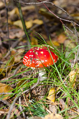 Fly agaric in autumn forest
