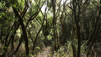 La Laguna Grande, Parque de Garajonay, La Gomera, Santa Cruz de Tenerife, Islas Canarias, España