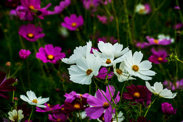 三光のコスモス