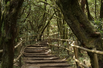 La Laguna Grande, Parque de Garajonay, La Gomera, Santa Cruz de Tenerife, Islas Canarias, España
