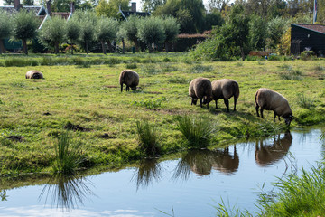Flock of sheep kept biologically in a meadow in the countryside. Green fields in the mountains with grazing sheeps