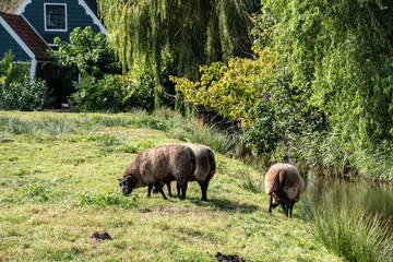 Flock of sheep kept biologically in a meadow in the countryside. Green fields in the mountains with grazing sheeps