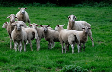 Obraz na płótnie Canvas Schafe (Ovis) auf einer Wiese