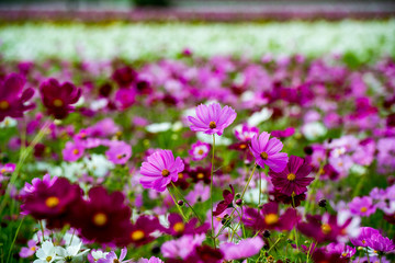 三光のコスモス