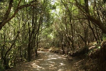 El Cedro, Parque de Garajonay, La Gomera, Santa Cruz de Tenerife, Islas Canarias, España
