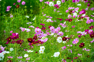 三光のコスモス