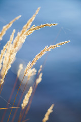 Reed Grass Plants and Blurred Water in Background