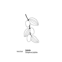 Line drawing de Jujube plant, Ziziphus jujuba, black and white illustration.