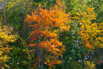 Fototapeta premium Colorful Fall Foliage Orange Red Yellow Autumn Leaves by Lake 